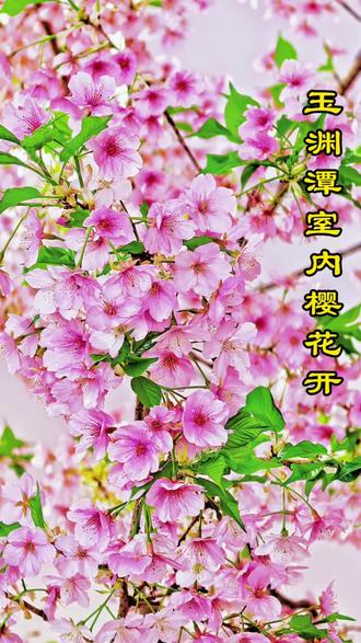 2026年2月11日,北京玉渊潭公园室内樱花已盛放,新奇的“螺蛳粉味”樱花香气独特,超有记忆点!
前往玉渊潭西门,可乘地#铁1/10号线至公主坟站A口,沿三环向北步行约1.3公里(20分钟),骑车5分钟即达;公交可坐323、374、62、603、368路,在玉渊潭西门站下车。
从西门入园左转,沿小路向北走三四分钟,就能抵达樱花驿站。
#北京旅游 #北京赏花攻略#真实生活分享计划 #玉渊潭公园赏樱花 #赏花
