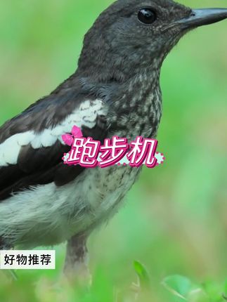 #跑步机#电动跑步机#折叠跑步机