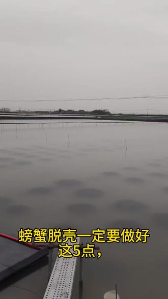 螃蟹脱壳需要注意什么?#螃蟹#大闸蟹#河蟹#养蟹#梭子蟹@抖音小助手 @DOU+小助手