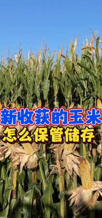 新收获的玉米,怎么保管储存?#新农人2023 #抖音助农 #三农 #新农人 #抖音三农