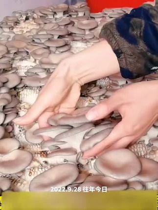 #种蘑菇 #家庭种植