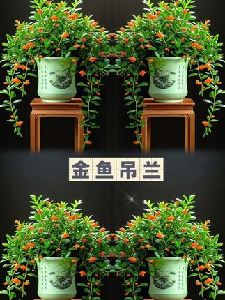 #金鱼吊兰 #金鱼花 #室内绿植推荐 #绿植盆栽 #家庭养花