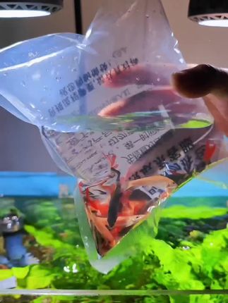 入缸就化身疯狂“掏粪工”,什么水藻粪便、死鱼死虾、鱼食残渣等垃圾杂质统统给你啃的皮毛不剩,不把鱼缸干到清澈透亮不罢休!#金苔鼠 #清洁鱼 #新手养鱼 #七夕礼物 #在抖音入手的好东西