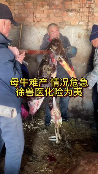母牛难产 情况危急 徐兽医化险为夷接诊volg#农村创业养殖 #五常徐兽医#三农 #养牛人 #兽医
