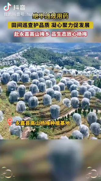 永嘉杨梅协会,来云岭乡温泉小镇杨梅基地,和我阿信英岙杨梅基地巡查