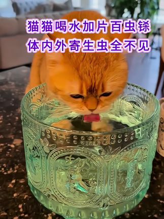 #养猫新手 #科学养宠攻略 #萌宠出道计划 #萌宠好物 #萌宠推荐官