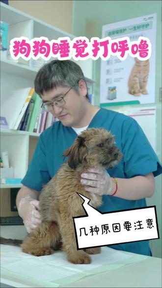 狗狗睡觉为什么打呼噜?
狗睡觉打呼噜有如下几个原因,
1、品种原因,一些短头犬种如恶霸、松狮、沙皮、法斗等,由于口鼻部很短,为了满足呼吸需求,获取充足的空气,需要更努力的呼吸,就容易打呼噜。
2、生病狗狗感冒、鼻炎等呼吸道疾病会导致打呼噜,如果比较严重的,最好带狗狗去看一下医生哦。
3、睡觉姿势,有些狗睡觉姿势不正确,导致压迫到呼吸道,从而出现打呼噜的情况。
4.口腔问题,比如牙龈或口腔脓肿,鼻窦中的异物或肿块等都可能导致打呼噜。
5.肥胖的狗狗由于过多的脂肪会压迫呼吸道,导致呼吸不顺畅,容易打呼噜。因此,平时要特别控制狗狗的体重,不要吃太油腻的食物,狗粮尽量选择中脂肪且鲜肉成分含量高的烘焙粮,像是这种配料表中前三位都是鲜肉,并且质检报告很清晰,脂肪含量适中,并且大厂出品的烘焙狗粮可能更适合毛孩子们~
#狗狗睡觉打呼噜 #科学养宠攻略 #宠物医生 #科学喂养 #质宠