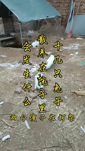 把十几只兔子,散养在院子里,会发生什么?第一天开启#丁了凡#一炁太极#丁了凡真#一命二运#道场养生