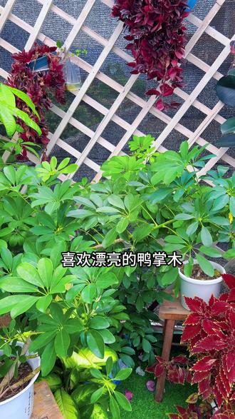 喜欢漂亮的鸭掌木,不用花钱买#花卉绿植 #鸭掌木 #养花小知识#抖音精选