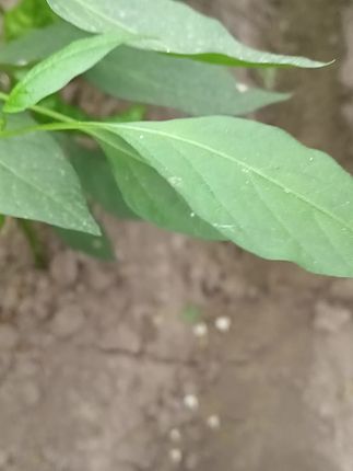 #小皱皮辣椒#抖音助农#一份耕耘一份收获 #我的农村生活
