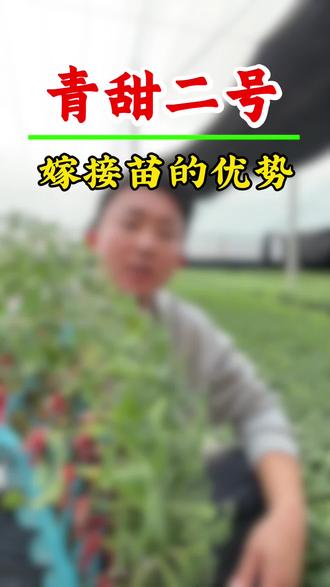 青甜二号嫁接苗的好处 #小番茄 #圣女果 #小番茄种植 #优质种苗 #新农人计划