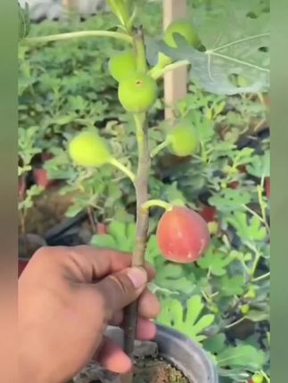 自家培育的无花果苗上市啦!家人们 它是3年生苗买一送一 有波姬红、芭劳奈两个品种。不管南方湿热还是北方干冷都能种,壮苗就在小黄车,喜欢的赶紧种上 等着结满果子就 很满足! #无花果苗#波姬红#优质壮苗 #三农 种植