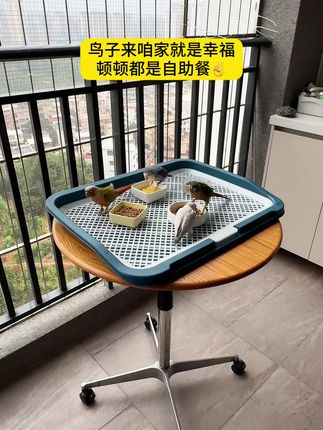 自从用上这个大平台,家里干净多了#鹦鹉散养 #鹦鹉防溅喂食器 #鹦鹉用品 #养鸟经验分享