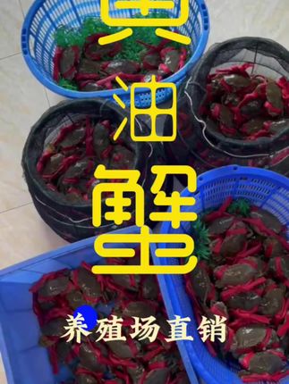 今年黄油蟹比往年靓的很多,客户反馈非常赞 #黄油蟹