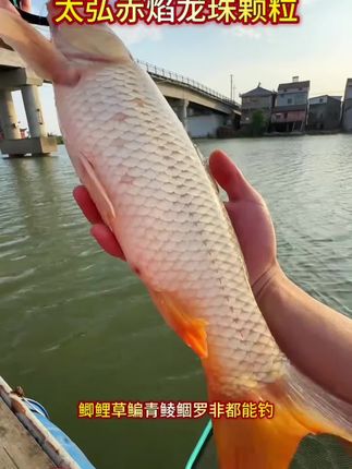 这才是钓大鲤鱼大草鱼大青鱼能连竿的饵料,就是这款太弘小米颗粒饵#太弘赤焰龙珠颗粒 #钓大鲤鱼 #钓大草鱼 #钓大青鱼 #钓大鱼饵料
