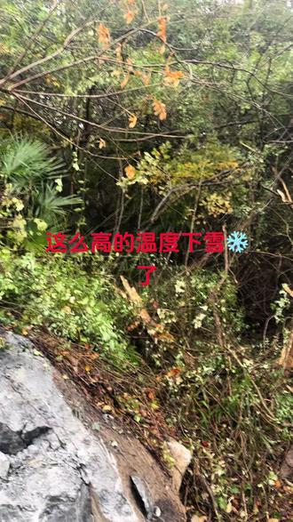 今年的雪❄️下的有点早吧#下雪啦