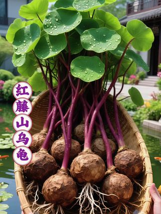 重生回选绿植那天,我果断抱走红藤山乌龟——这改写命运的“绿颜知己”,前世错过,今生必留。 它块根似龟甲藏岁月,嫩枝带紫裹白霜,叶儿精巧。耐旱耐阴,懒人也能养出诗意。招财长寿寓意讨喜,客厅攀绿墙、茶室衬雅韵、办公桌解乏、阳台造清凉,处处合宜。 有它在,日子满生机,说不定还能遇同好,共赴这份浪漫。#红藤山乌龟 #绿植盆栽 #室内花卉 #好看的花一定要分