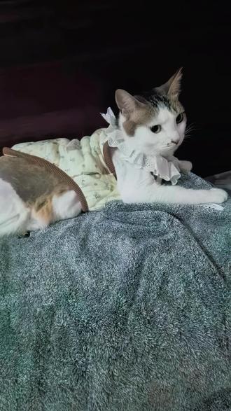 这两天下雨有点冷,不穿衣服怕它冻到,穿上它又不高兴,友谊的小船又翻了😂#猫 #猫咪 #猫咪的迷惑行为 #小猫驴