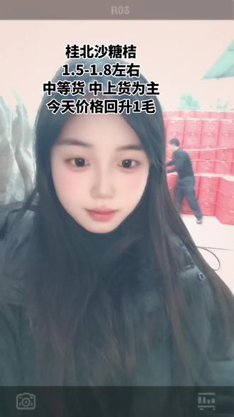 #砂糖橘 #沙糖桔 #水果供应链 沙糖桔大量上市