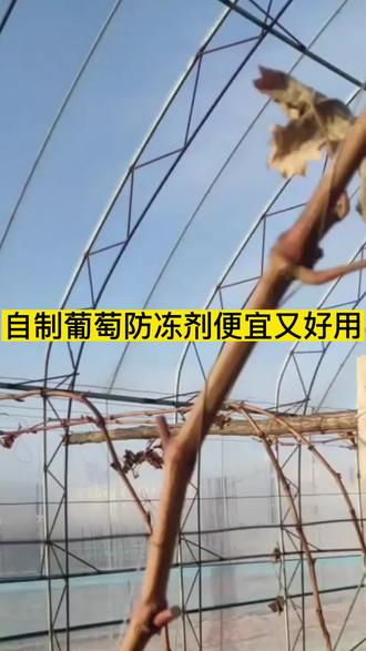 自制葡萄防冻剂,便宜又好用!#农民 #农业 #三农 #妙招分享 #葡萄