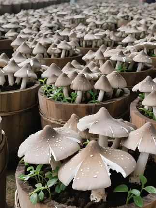 鸡枞菌菌种#鸡枞菌#捡不完根本捡不完 #三农