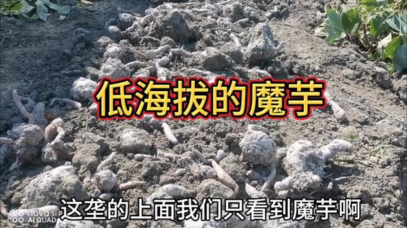 魔芋种的好收入很不错,我这块地亩产5000斤#京东1111真便宜