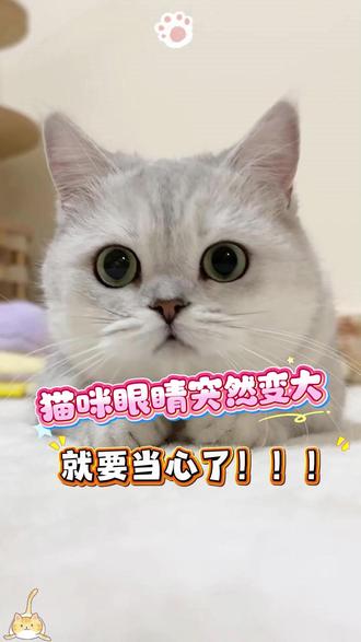 猫咪眼睛突然变大,要当心! #我的猫#养猫人#猫咪#猫咪的日常#猫咪知识