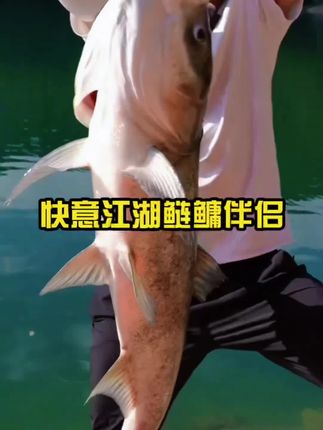 鲢鳙伴侣添加剂 垂钓鲢鳙只需添加一小把效果非常不错#鲢鳙伴侣#鲢鳙伴侣添加剂#曾大盆钓鱼#快意江湖饵料 #快意江湖曾大盆