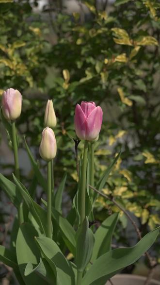春天就这样配色 植物搭配就像穿衣服,春天就要色彩出众!配色方案直接抄!!!#大鱼景观 #春天里的浪漫鲜花占一半 #春天 #我的花园 #花园设计 @抖音 @抖音小助手