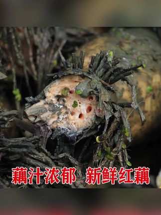 湖北特产洪湖煲汤粉藕新鲜现挖莲藕红莲藕5斤新藕直播正宗#莲藕 #湖北莲藕 #粉莲藕 #新鲜莲藕 #红藕