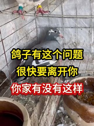 鸽子有这个问题很快要离开你,你家有没有这样 #鸽子消瘦 #鸽子干吃不长 #鸽子驱虫 #鸽子体内虫