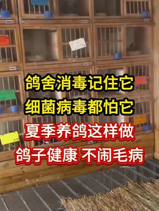 鸽舍消毒记住它,细菌病毒都怕它,鸽舍消毒用什么好 #鸽舍消毒用什么 #鸽舍消毒剂