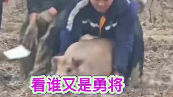 新市街道纳溪河抓猪活动继续,看谁又是勇将#新市街道#纳溪河#红土地村