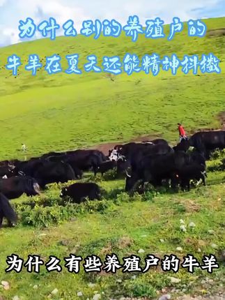 夏日高温,牛羊不爱吃?解暑增食包来帮忙! 伊克塞冰爽一夏做活动啦,买10包送5包,到手15包~数量有限 先到先得!!!#养殖场专用 #养牛人 #养牛人的生活 #养羊创业 #养羊技术分享