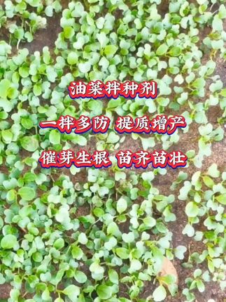 油菜总是长不好 死棵烂苗 可能拌种剂没选对 油菜拌种很关键 推荐兆如丰油菜拌种剂 防虫防病 催芽生根 苗齐苗壮 抗寒抗冻 提高出油率 提质增产#油菜拌种剂#微生物菌包衣剂#病虫害防治 #油菜种植 #今日三农爆款