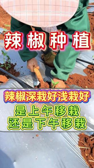 辣椒深栽好还是浅栽好,是上午移栽还是下午移栽 #辣椒种植#种辣椒#油菜种植技术#辣椒高产#辣椒病虫害防治