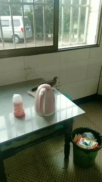 清晨一只燕子飞进家门,不管是在都市还是在乡村,经常会有鸟莫名其妙的飞进家里,很多人感到好奇的同时还会想鸟儿进屋的迷行说法。其实有鸟飞进家是很好的预示,这说明你在家里,安详,鸟进你家,还会为你带来好运。🧀🧀🌮🌮🕊️🕊️