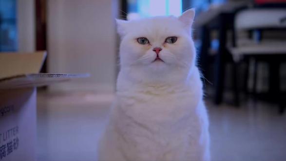 #萌宠嘉年华 #抖音热点 #萌宠