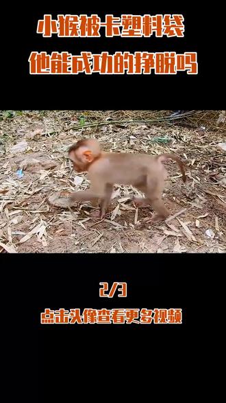 调皮小猴爱捣蛋,其他猴子用塑料袋吓唬他,这下老实了 #内容启发搜索