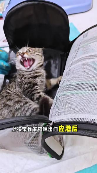 养猫的家人们,家里一定要常备这款信息素!#萌宠好物 #needcat信息素 #费洛蒙 #科学养宠攻略 #无限回购的宝藏单品