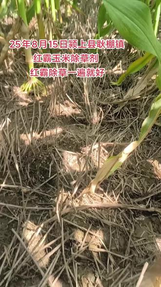 #红霸玉米除草剂 三元复配,高剂量大含量,红霸除草,一遍就好,打死一地草,不伤一颗苗 👏👏👏#红霸科技增产中国