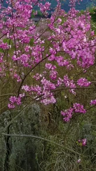 中央红军长征在黔西南 1935年4月16日,红一军团、红三军团、红五军团和中央军委纵队分别由贵州安顺紫云、镇宁进入贵州黔西南望谟县坡架、观文和贞丰县坡扪、木耳山一带。中央红军在黔西南多路推进,先后经过黔西南州今望谟、贞丰、册亨、兴仁、安龙、普安、兴义7县66个乡镇、300多个村,并进驻贞丰、兴仁、安龙县城。与敌的重要战斗有羊架歼敌战、平街夺取战、暗河阻击战、马场坪阻击战、品甸围歼战、猪场战斗(威舍战斗)。4月25日进入云南境内,粉碎了蒋介石企图围歼红军于川、黔、滇边境的计划,取得了战略转移中具有决定意义的胜利。
中央红军在黔西南的10天时间里,无论是在县城集镇,还是在偏僻山寨,都广泛宣传中国共产党的基本政治主张,表明红军全心全意为人民服务的宗旨,发扬党和红军的优良传统和作风,表现出人民军队所向无敌的英雄气概,在黔西南人民心中播下了革命的火种,让黔西南各族人民在黑暗中看到了希望的曙光,鼓舞了处于水深火热中的黔西南人民争取生存和解放的斗志。
由此,在党领导的罗盘区反蒋武装建立后,黔西南各族人民积极参加罗盘区领导的革命斗争,从东边的麻山到西南边的捧乍一带,从北盘江畔的晴(隆)普(安)到南盘江畔的龙广一带,先后在中国共产党的领导下组织起来同国民党反动派进行了不屈不挠的斗争,前赴后继,英勇战斗,直到黔西南解放和剿匪斗争的全面胜利。新时代,长征精神正激励着我们奋勇前行!