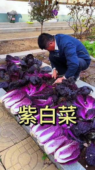 今年别再种普通的白菜了,种些好吃好看的 吧,种植也很简单 #紫白菜 #农业种植 #蔬菜 #家庭种植 #紫白菜种子