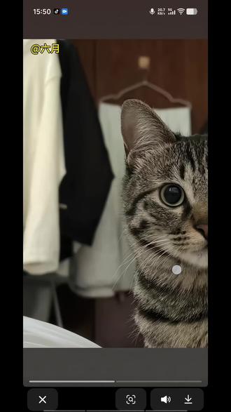 一半一半萌宠版无缝拼图教程来了#一半一半 #萌宠 #萌宠出道计划 #醒图 #醒图创作者 小猫也来一半一半 一半一半照片教程 一半一半的图片 一半一半拼图 一半一半图片怎么拼图 一半的一半 图卷无缝拼接教程 一半一半拼图教程