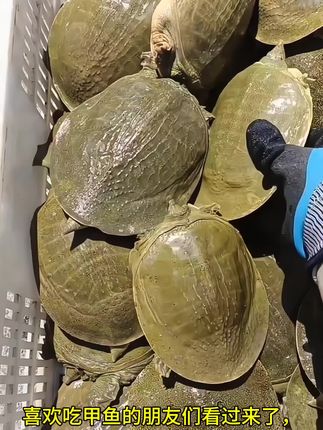 你们吃过这种又大又新鲜的甲鱼吗?这些都是我们家的优质甲鱼,每一只都是精挑细选出来的精品,保证让顾客吃的放心,买的安心。如果你也喜欢的话,就赶紧点击下方链接下单吧!##甲鱼 #水鱼 #老鳖 #海鲜 #抖音助农