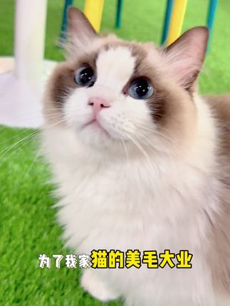 毛发逆袭靠它!VCare磷虾油,挪威好料养出好猫#VCare #VCare磷虾油 #打开暑假的100种方式 #猫咪爆毛 #新手养猫