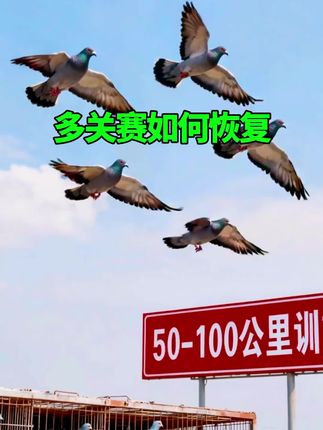 多关赛赛鸽恢复秘籍#冯氏赛鸽 #萌宠出道计划 #信鸽赛鸽 #赛鸽比赛 #鸽子