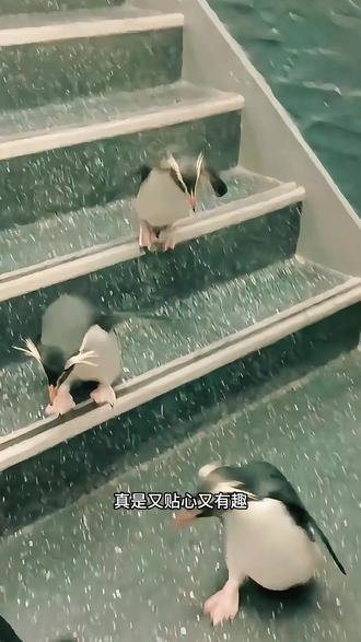 企鹅宝宝的大块头之谜 #帝企鹅宝宝 #神奇动物在抖音 #抖音萌宠