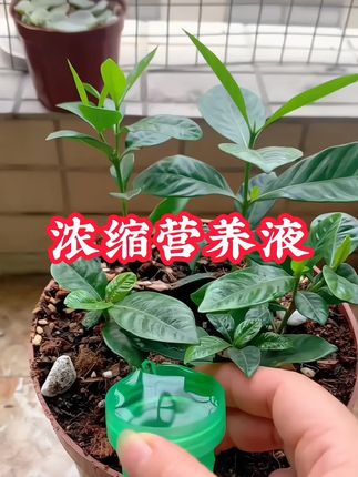 通用浓缩营养液想要家里的花花草草长得好..这营养液少不了..这一款植物营养液是通用浓缩型的..水培土培都能用#分享养花经验#养护小知识#植物营养液#花肥 #养花小知识
