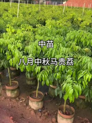 最晚熟的荔枝品种,中苗